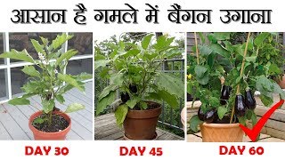 गमले में बैंगन उगाना सीखिए || Grow Brinjal in Pot