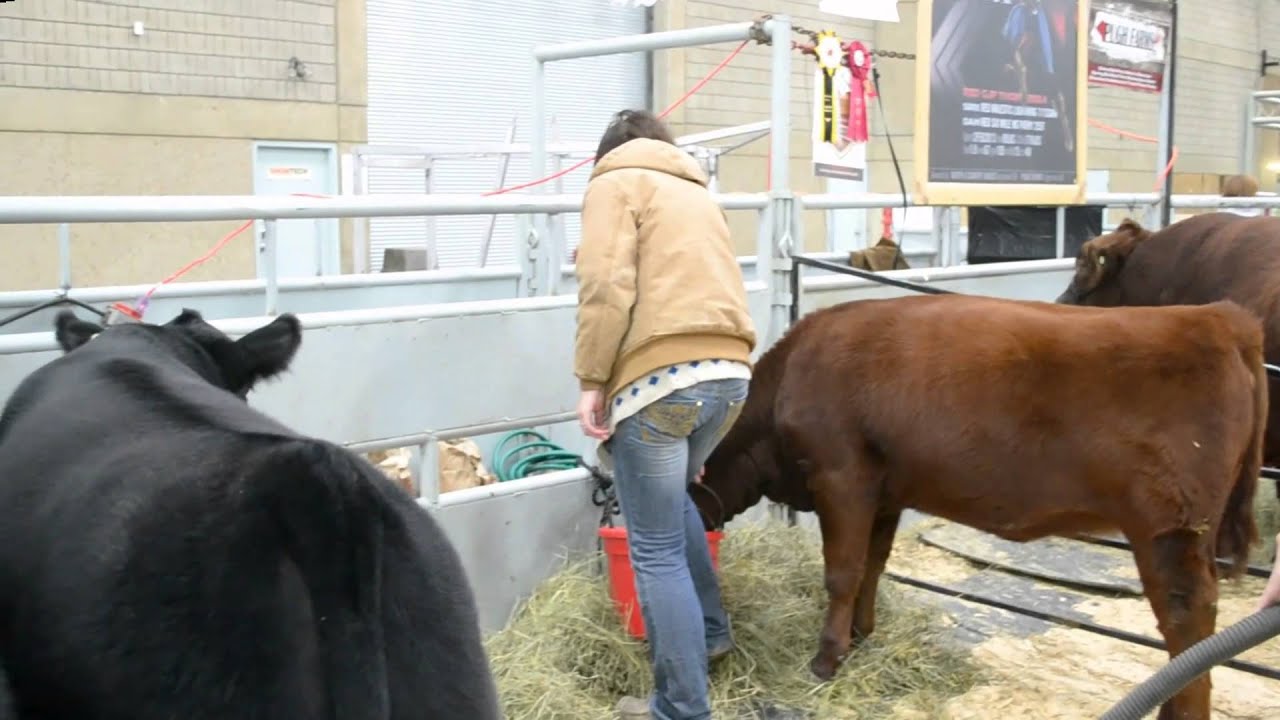 Careers in Beef industry Livestock nutrition sales and marketing