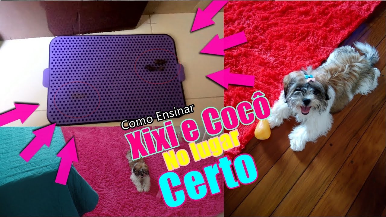 COMO ENSINAR O CACHORRO A FAZER XIXI E COC NO LUGAR CERTO YouTube