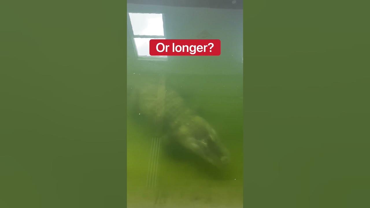 How Long Can An Alligator Stay Underwater? #shorts - YouTube
