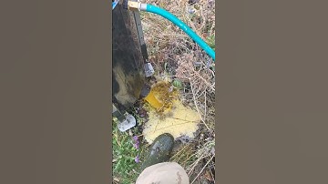 Nutmec Walnut Huller On Black Walnuts. Works Incredibly