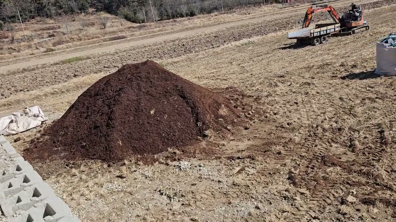 블루베리 노지 3농장 식재 시작 하면서 영상 올려  공유해 봅니다. 블루레이디, 블루스위트 입니다.