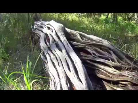 Claude Young - The Woodwork (1996)