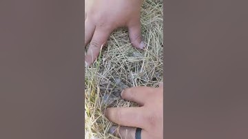 How to check your lawn for Armyworms