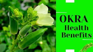 Unlocking the Power of Okra Incredible Health Benefits You Need to Know