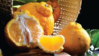 Produtores Buscam Aumentar Comercialização Da Bergamota Dekopon No Rs