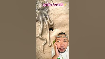 Thumbnail of GURITA LUCU NUMPANG LEWAT!!!??