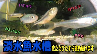 カワムツ、オイカワ、タナゴ、ドジョウ、ヨシノボリ、メダカ……