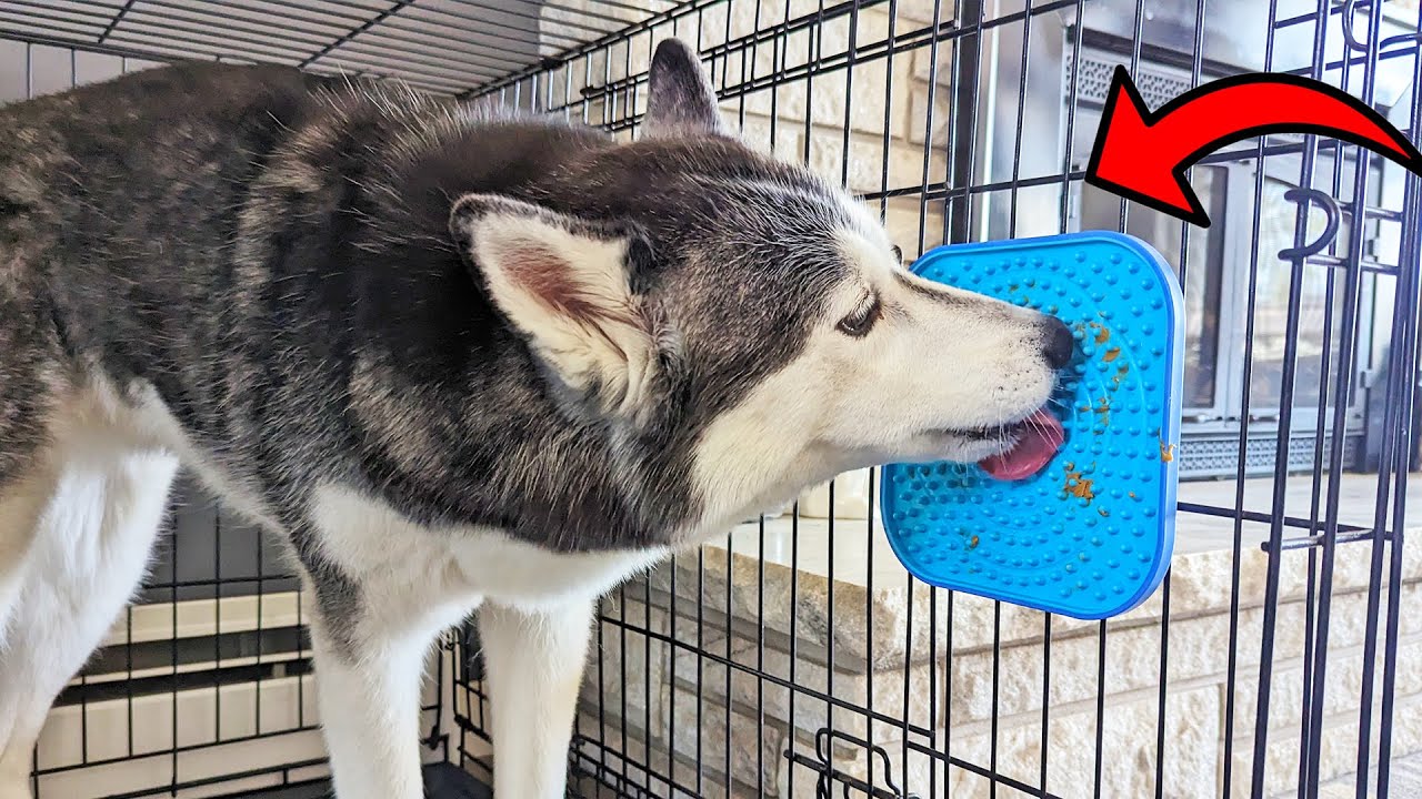 Lick Mat for Dogs,Dog Cage Training Tools for Secures to Crate