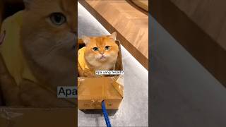 kucing gemoy naik kereta kardus #kucinggemoy #kucingimut #kucinglucu #kucingoren #kucingpintar