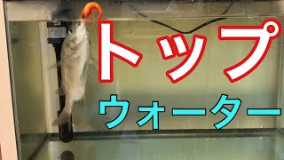 黒鯛飼育④  黒鯛の食事：水面捕食音付き【