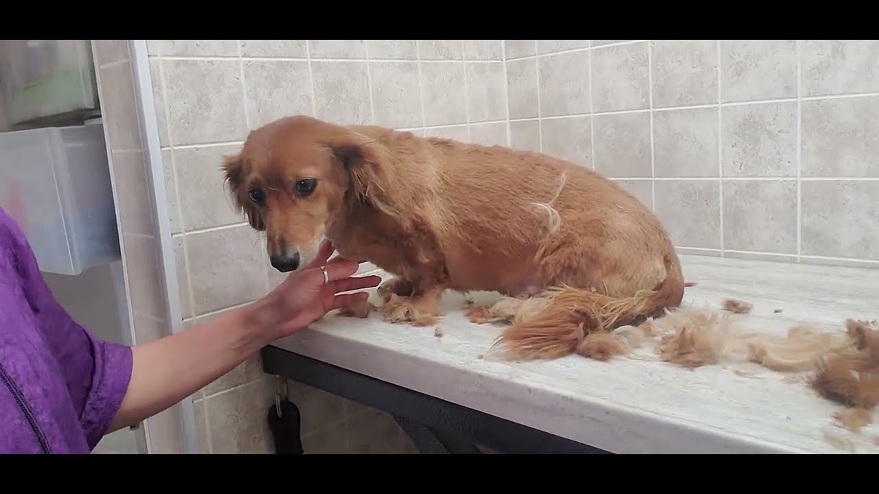 Photo inspiration: Gallery Detail: Grooming A Dachshund Doxin With Clippers 5 Blade Summer Cut