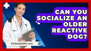 Can You Socialize An Older Reactive Dog? - PetGuide360.com