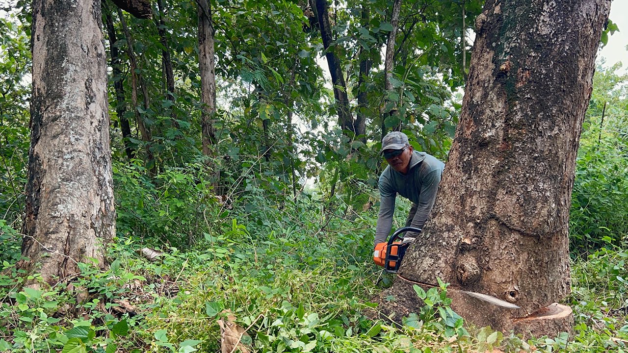 STIHL ms881 chainsaw‼️ Cut down 2 trembesi trees. - YouTube