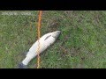 bowfishing pesca com arco 2016 carpa 6