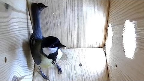 Amazing Journey of Chicks: From Nest Building to First Flight in 2 Minutes" 🪺🐣🐤🕊️ compilation