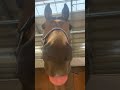 Cute horse playfully sticks its tongue out