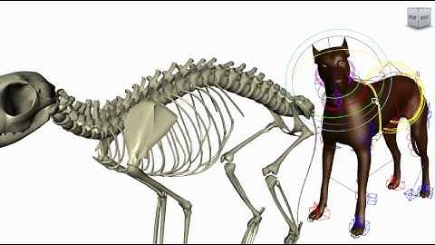 Spatial Deformation Transfer