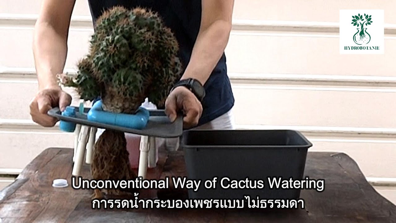 การรดน้ำกระบองเพชรแบบที่ไม่ธรรมดา