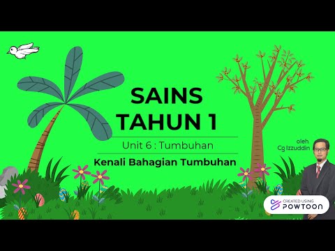 Video: Mengapa pokok yang berbeza mempunyai daun yang berbeza?