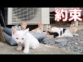 三毛母猫との約束を果たす時が来ました！[母猫と赤ちゃん猫]