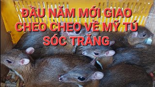 ĐẦU NĂM MỚI GIAO CHEO CHEO VỀ MỸ TÚ SÓC TRẮNG 0947411522