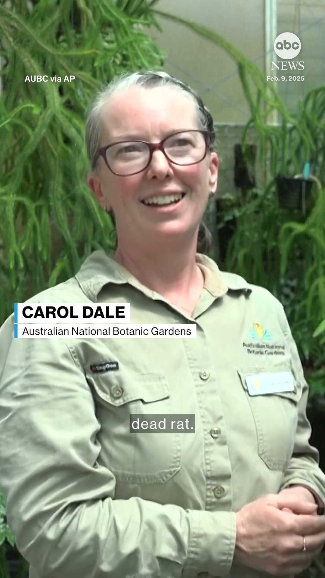 Australia holds its nose for the third rancid bloom of a rare corpse plant in 3 months - ABC News