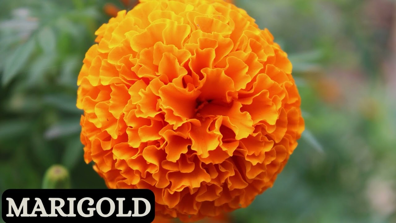 The Wonder of Flowers: Nature's Colorful Creations!