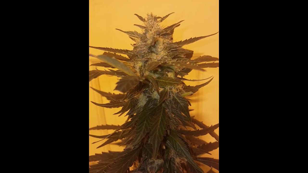 Blueberry Auto Flower Strain