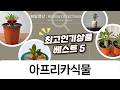 아프리카 다육식물 괴마옥, 미니바오밥, 사막의장미 키우기
