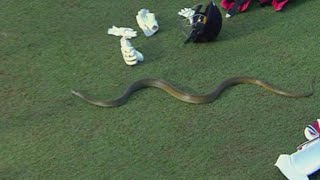 Snake 🐍 Joins LPL Match, Accreditation Card Questioned | Unexpected Visitor: