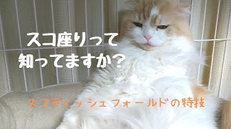 スコ座り Youtube スコ座り Youtube