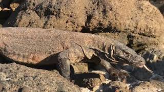 Amazing Hunting Dogtooth Tuna Swallowed By The Komodo Dragon 4K