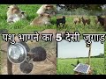 Pasu bhagene ka desi jugar/nilgaibhaganekadesijugad/नीलगाय व जंगली जानवरों को भगाने का देसी जुगाड़