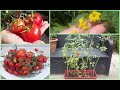 Faire pousser des tomates en pot à partir de graines/ étape par étape/ Growing tomato from seeds