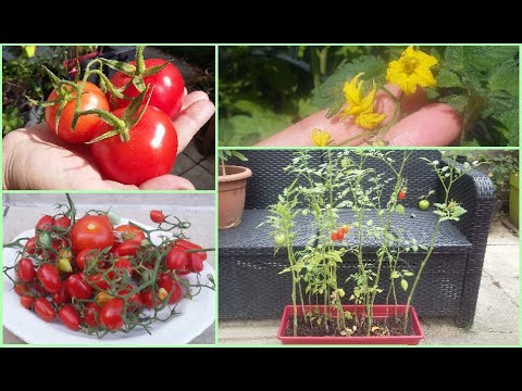 Vidéo: Comment Faire Pousser Une Vraie Tomate?