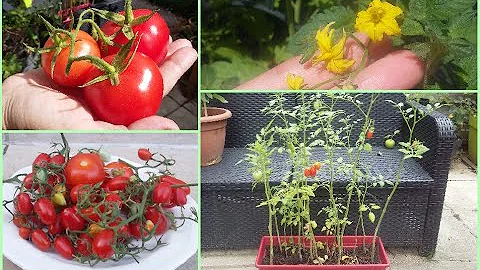 Comment faire pousser des tomates à partir de tomates ?