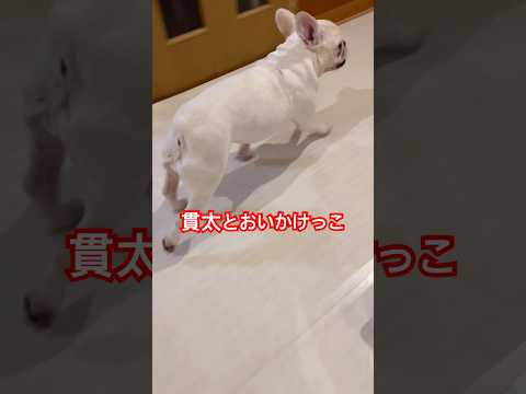貫太と追いかけっこ#ママ目が回りそう#フレンチブルドッグ #いぬのいる生活