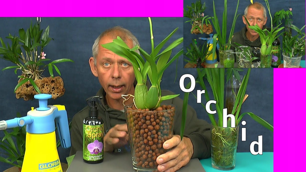 Orchideen Pflege Spezial einfache Fakten zum selber machen die Welt der Orchideen