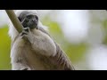 Cotton-Top Tamarin Facts and Trivia