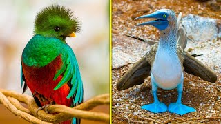 7 most amazingly beautiful birds in the world