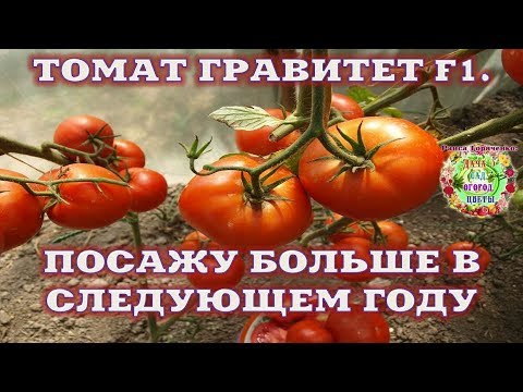 Video: Preferensi Tomat