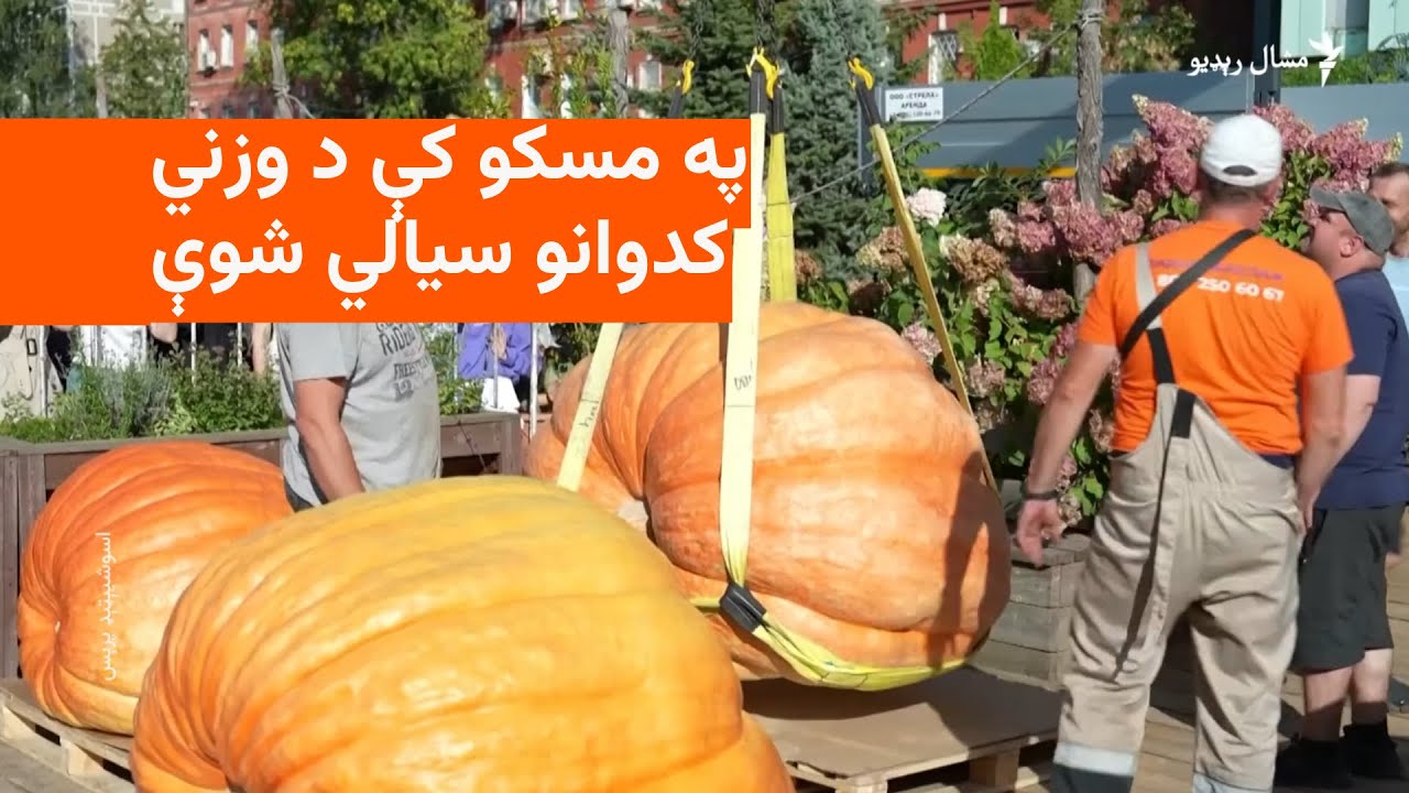 په روس کې د کدوانو په نندارتون کې تر ټولو غټ کدو ۸۱۷ کېلوګرامه وو