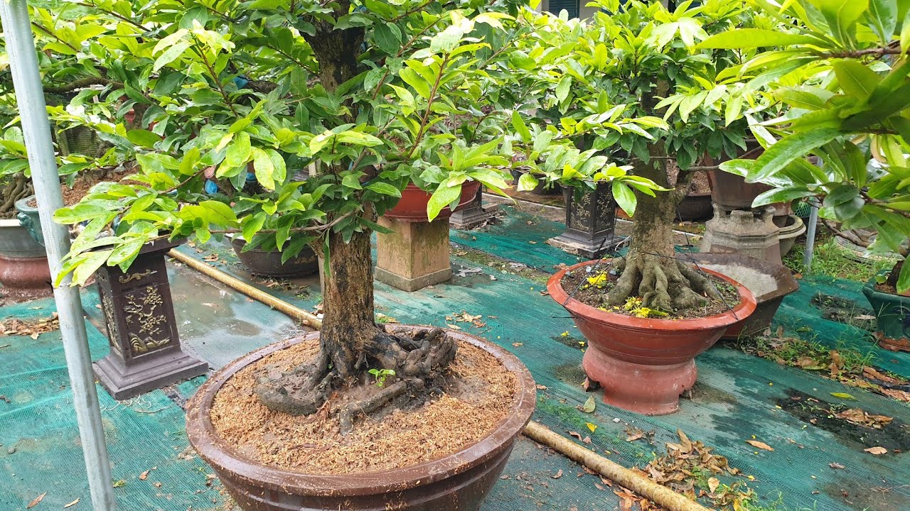 Cách Thay Chậu Lớn Hơn Cho Cây Mai Bị Thiếu Nước - 23/07 ÂL