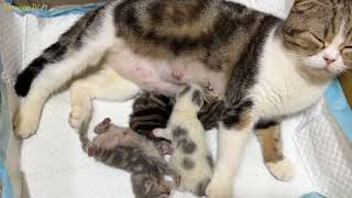 Mother cat and 3 kittens have unique fur.