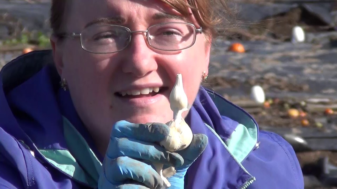 Посадка озимого чеснока - YouTube