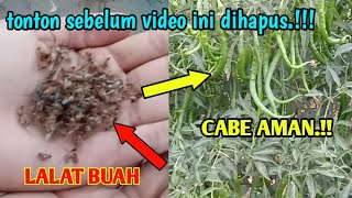 cara mudah membuat perangkap lalat buah