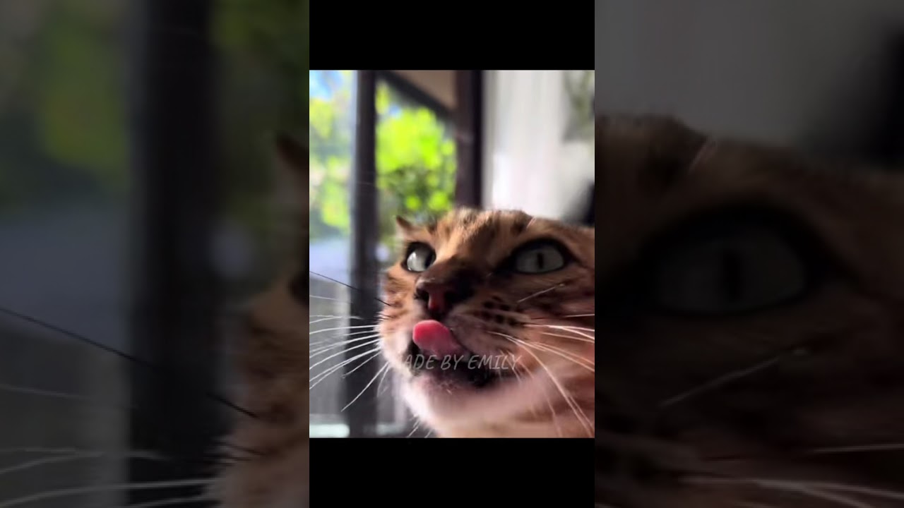 Sugar on Salem's tongue