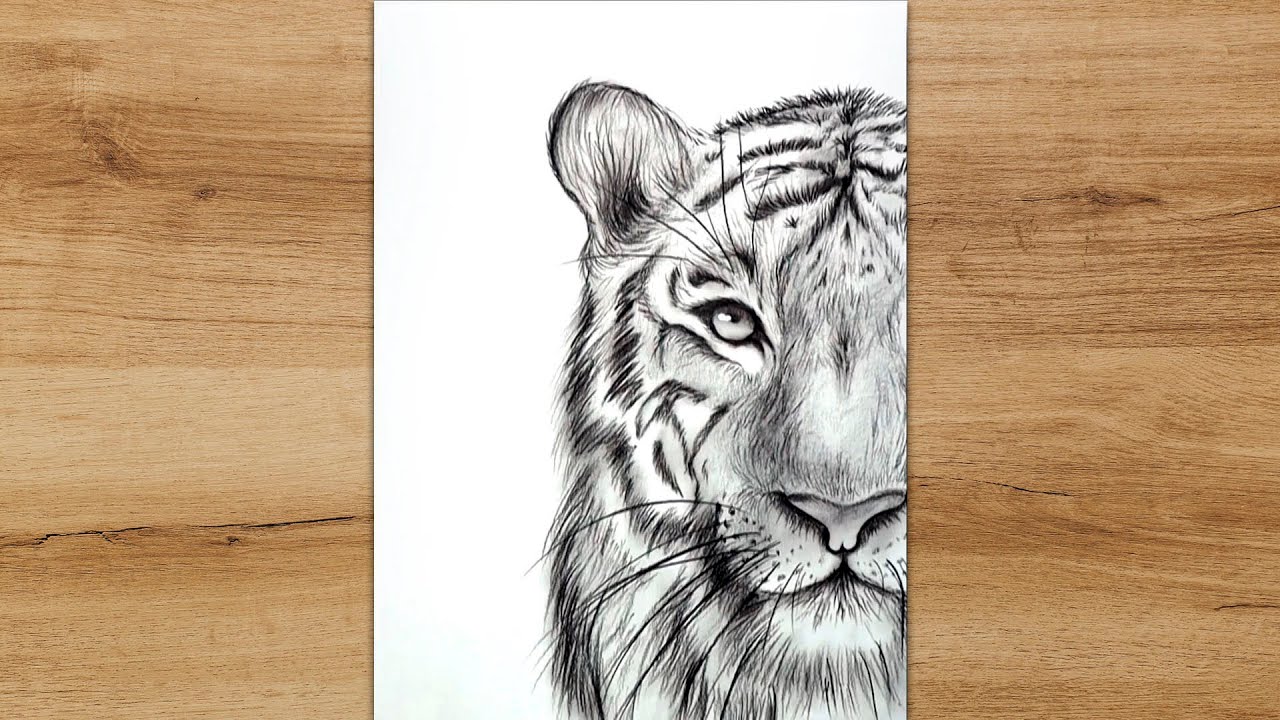 Tiger sketch Drawing by Keetz Vish - Pixels