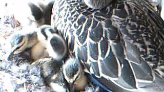 20130509 - Hatching 4